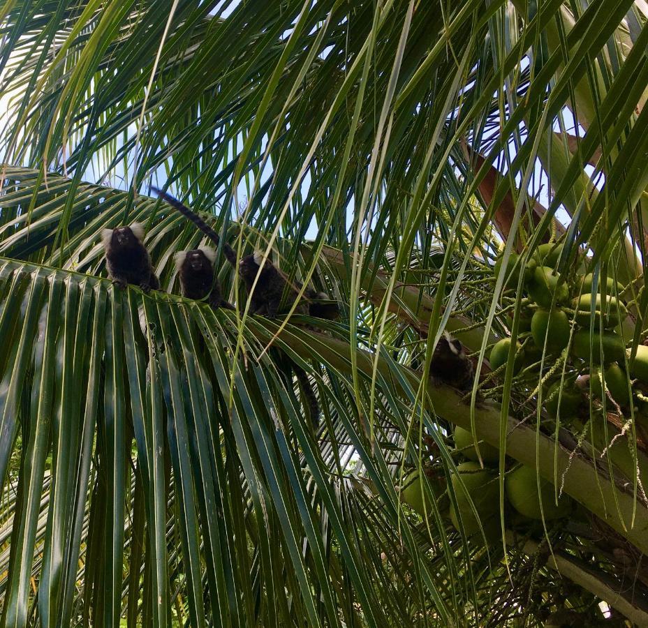 Sitio Do Boqueirao Villa Japaratinga Eksteriør bilde